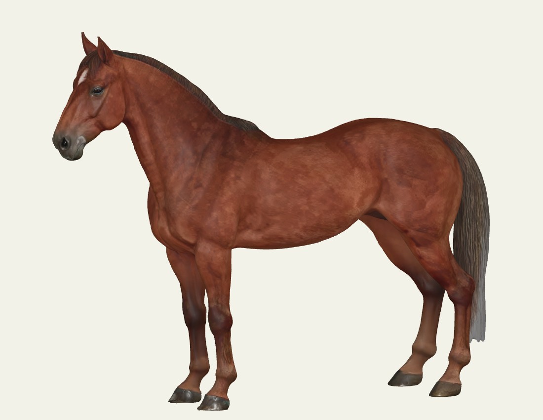 A bay horse standing, viewed from the front and left side