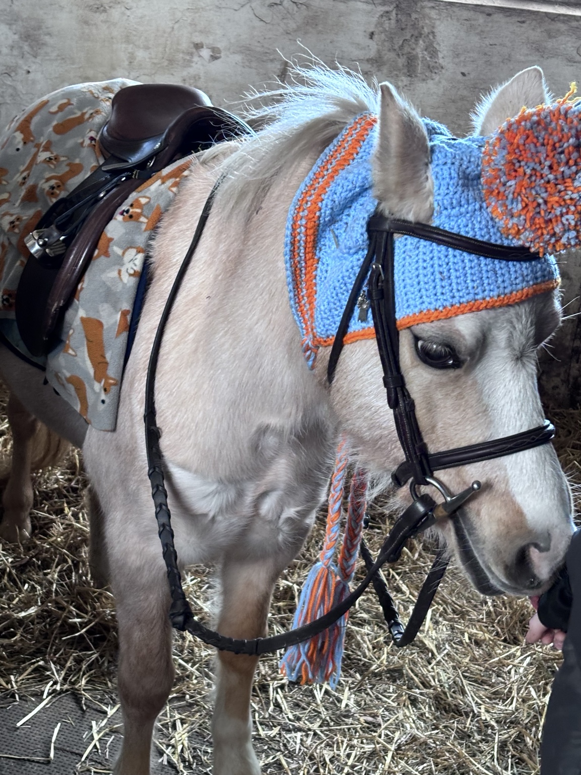 A pony wearing a blue and orange knitted winter hat