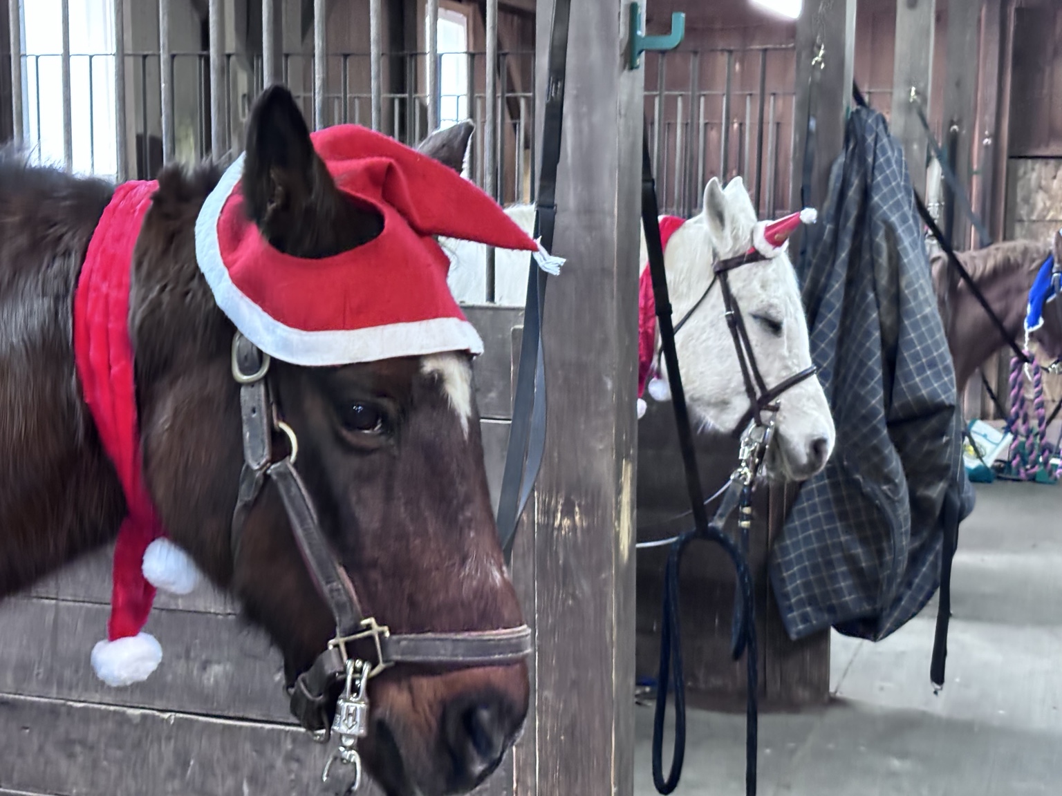 Ponies in red Santa hats waiting in the barn