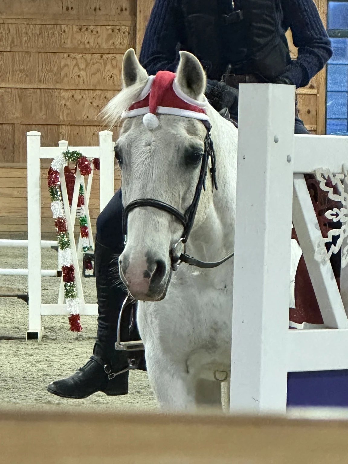 A grey pony wearing a little Santa hat in the decorated indoor arena